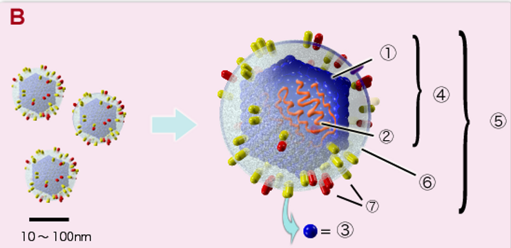 HOW TO BOOST YOUR IMMUNE SYSTEM AND MODULATE THE CYTOKINE STORM IN VIRAL INFECTIONS